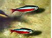 Cardinal Tetras