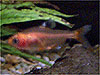Serpae Tetra