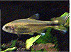 Silver Point Tetra