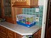 Ruffles' cage in the kitchen