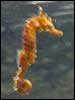 Blurry Seahorse